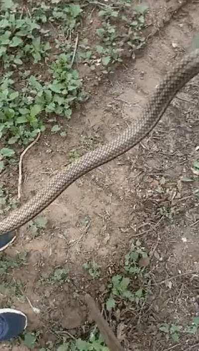 WCGR Picking up this snake