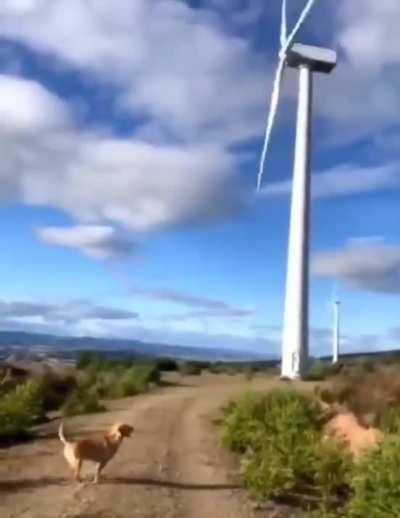 How many MW can a dog generate in high winds?