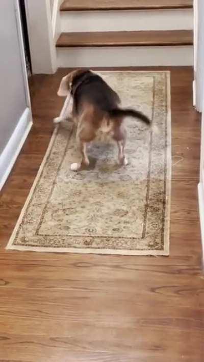 Our kitten (5mo) brings out the puppy in our senior beagle (13) when they play. [OC]