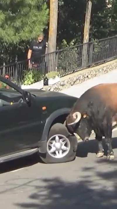 The bull is angry with the car