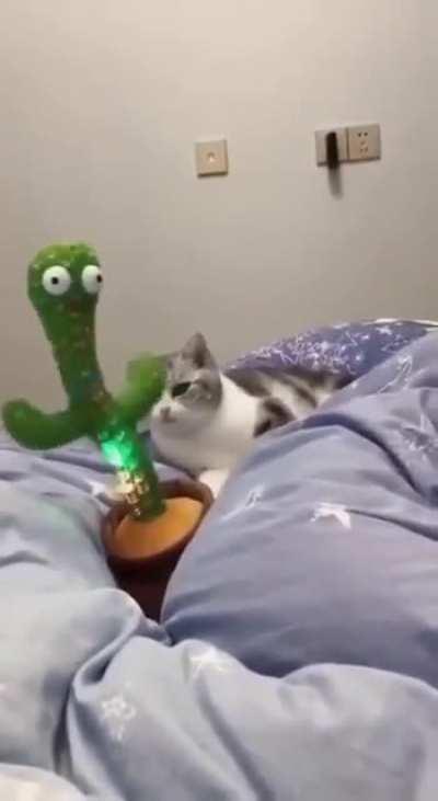 Cat Vibing With a Cactus