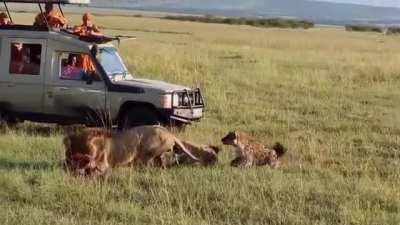 A lion pinned down by a clan of 30 hyenas, one confirmed kill
