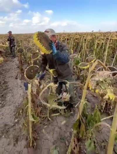 Hand-harvesting sunflowers