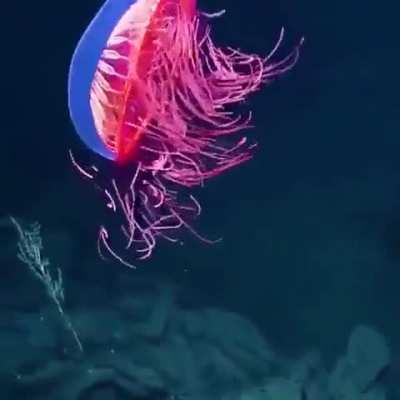 The really rare 'Firework Jellyfish' filmed 4,000 ft. underwater