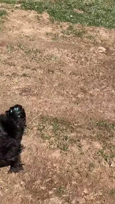 Chicken recognizes when their human gets home