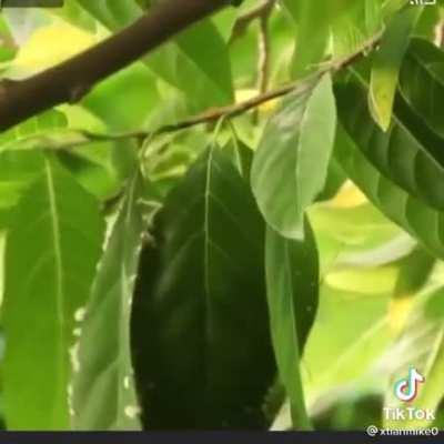 A bird sewing leaves together to make its nest