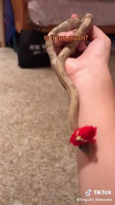 Snek fashion