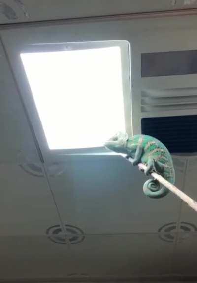 Using a Chameleon to get rid of bathroom flies