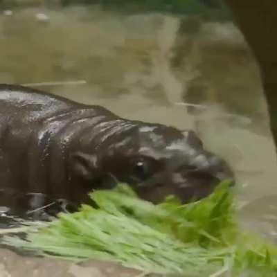 The San Diego Zoo welcomed the first successful pygmy hippo birth at the zoo in more than 30 years