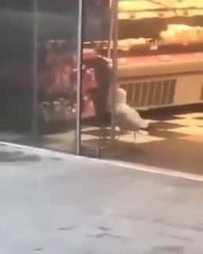 This smart bird