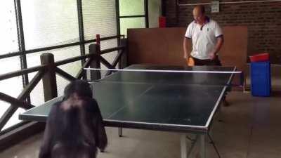 🦧Chimpanzee Playing Ping-Pong🦧