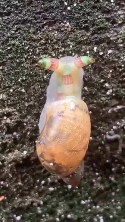 A zombie snail It's been taken over by a parasite controlling its motor functions &amp;amp; eye stalks, mimicking caterpillars. The parasitic worm wants the snail to be eaten by birds, in whose intestines it will reproduce.