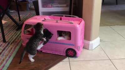 Our foster kittens playing in my daughter’s Barbie van. I watch this video every so often when I need a smile and laugh. (Bonus: our mini-Aussie, Biscuit, at the end.)