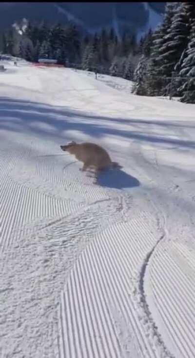 This good boy is having the best day