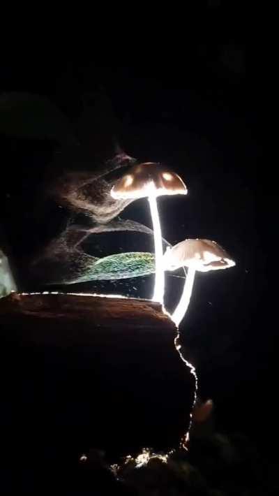 Mushrooms releasing their spores into the wind [credit: Villareal Jojo]