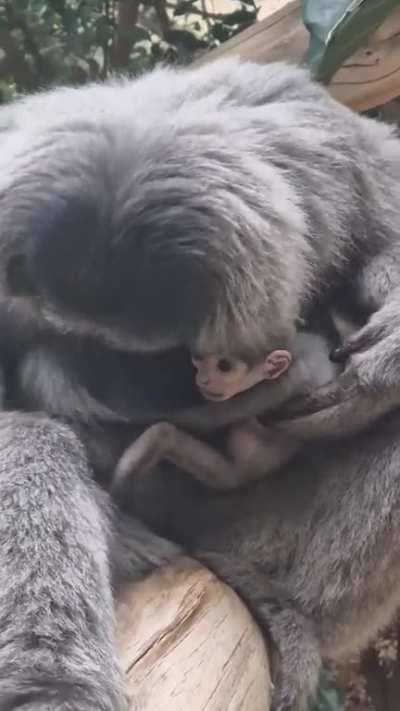 silvery gibbon Mia showing off her 3 week old son