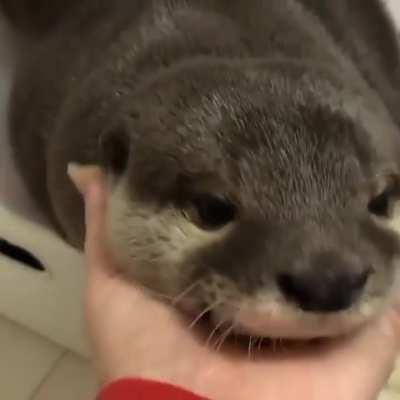 a smiley otter getting pets