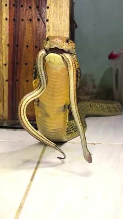 Unlike other species of snake that hiss, King Cobras can growl!