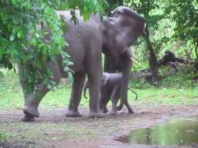 A 20 min old calf enjoying its first steps