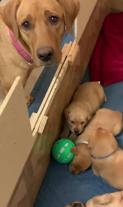 Mama dog is confused why her puppies won't play with her ball