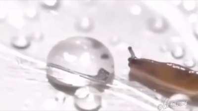 Slug meets a drop of water