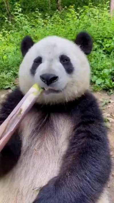 Panda enjoying a juicy bamboo