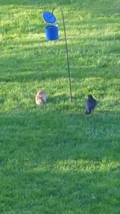 crow + bunny at the seed bucket