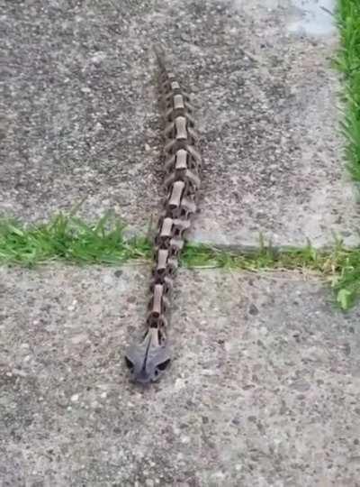 Gaboon Viper just casually crawling along the pavement like a caterpillar.