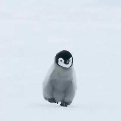 The Emperor Penguin's adaptations to its harsh environment are highly remarkable. In fact, they are the only penguins that breed during the Antarctic winter; air temperatures may reach −40 °C, wind speeds may reach 144 km/h and water temperature is a frig