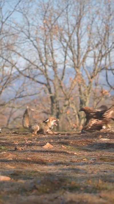 🔥 Fox is lucky he took a look at the sky, narrowly escapes the talons of the Golden Eagle