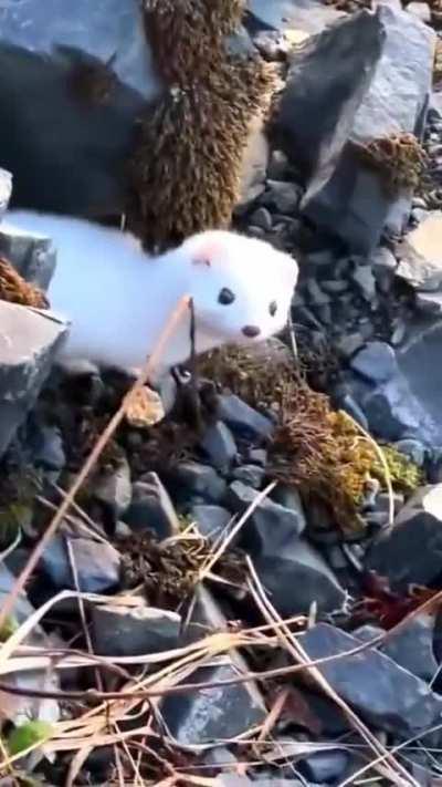 🔥Stoats, despite being adorable are good hunters, they can take down prey like rabbits much larger than their size..