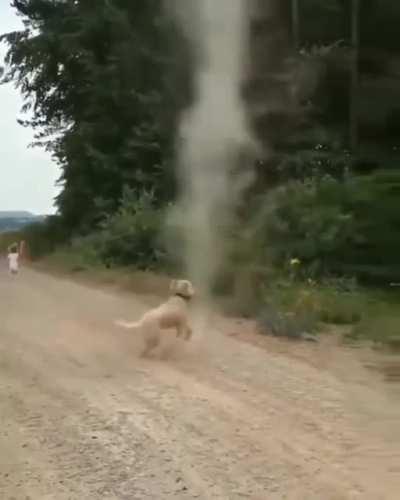 Dog stops a tornado from forming