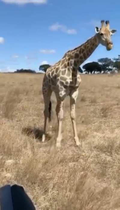 🔥 🔥 🔥 I’ve never wondered how a Giraffe eats grass🤣.