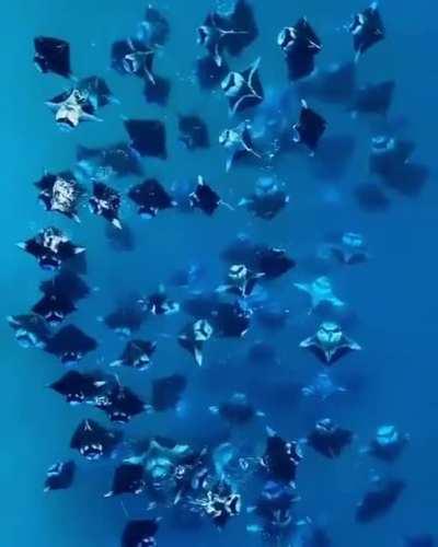 Manta Ray Vortex