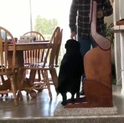 Dog has a condition that makes it hard to get food down so he eats in a special high chair