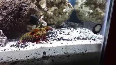 Mantis Shrimp punches Snail across the glass. Snails are pretty sticky !.