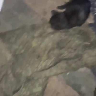 Ukrainian Cats are taking over the Ukrainian frontline