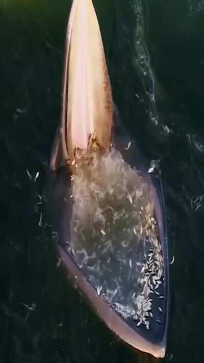 Whale open mouth feeding