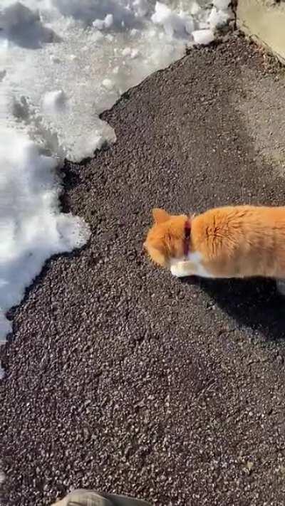 This cat's first encounter with a cold evil white substance