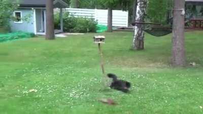 Squirrel Completely Outwits a Cat