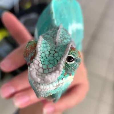 A chameleon's eyes never fail to amaze me!