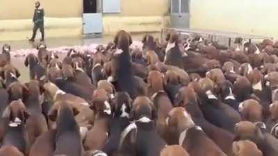 This guy feeding 500 dogs their lunch everyday while they obediently wait for the command.