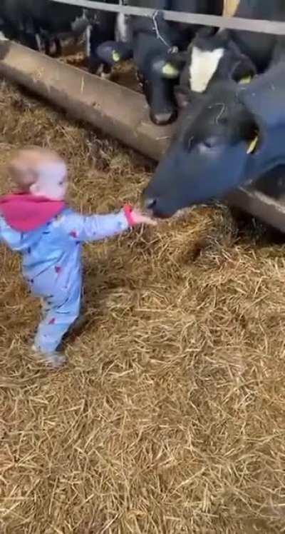 Cow surprises kid with a lick