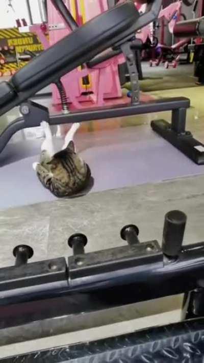 Cat in GYM doing Exercise!!