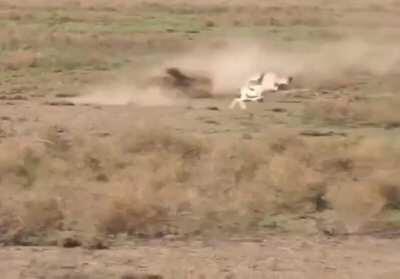 This cheetah perfectly mirroring an impala’s weaving as it chases it down