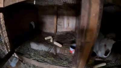 Ukrainian eco-anarchist soldiers feeding and releasing abandoned rabbits and chickens before the Russian advance in the village of Netaylovo, Donetsk Oblast. probably beginning of June. The intention is for them to be able to escape the battle and look fo