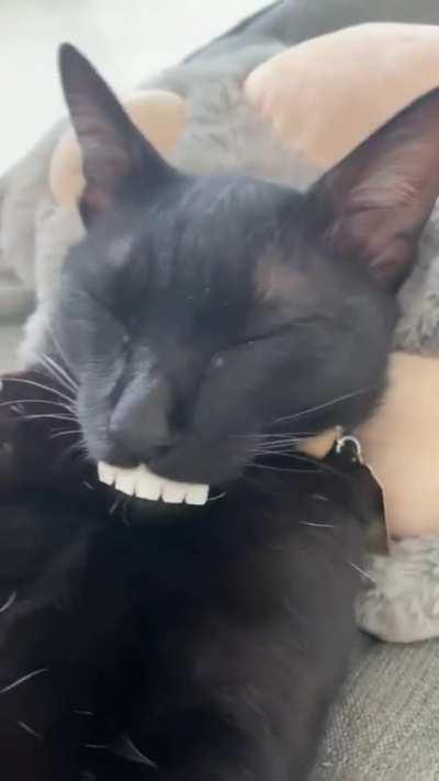 Kitty teefs