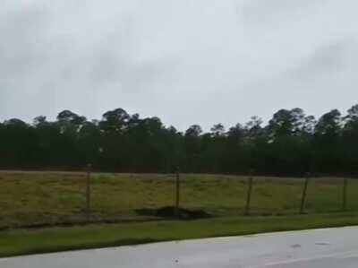 This alligator casually climbing over a fence