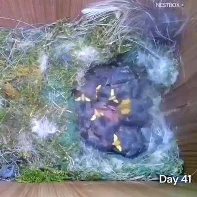 Spectacular time lapse of the the Eurasian blue tit (Cyanistes caeruleus)