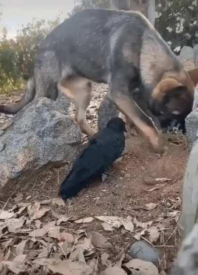 The Adventures of Crow and Doggo... two unlikely friends from different sides of the tracks